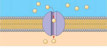 Facilitated Diffusion: Passive Transport Aided by Proteins In facilitated diffusion Transport proteins speed the movement of molecules across the plasma membrane Facilitated diffusion: Normal