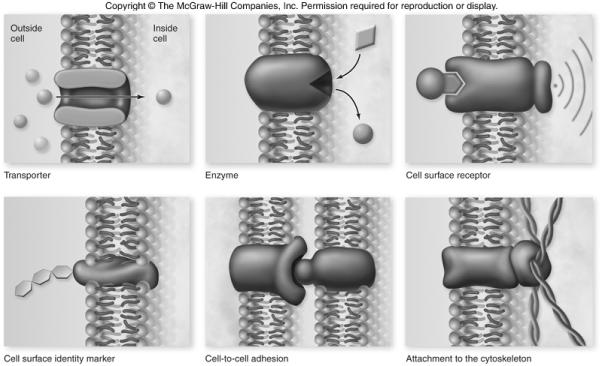 Membrane Proteins Membrane proteins have various functions: 1. transporters 2. enzymes 3. cell surface receptors 4. cell surface identity markers 5. cell-to-cell adhesion proteins 6.