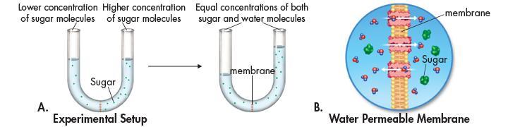 How Osmosis Works In the experimental setup below, the barrier is permeable to water but not to