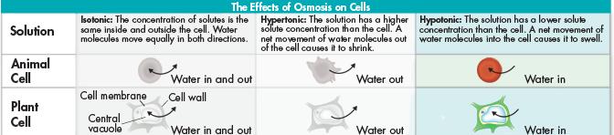 Osmotic Pressure In plants, the movement of water into the cell causes the central vacuole to swell, pushing cell contents out