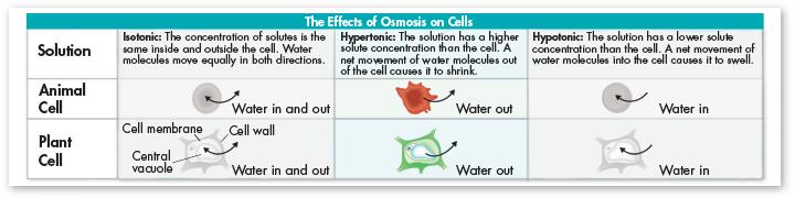 Osmotic Pressure In a hypertonic solution, water rushes out of the