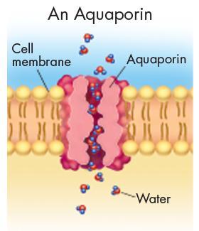 Osmosis: An Example of Facilitated Diffusion Aquaporins: cell membrane proteins, that allow water to pass through the cell membrane.