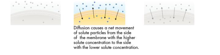 Diffusion If the substance can cross the cell membrane, its particles will tend to