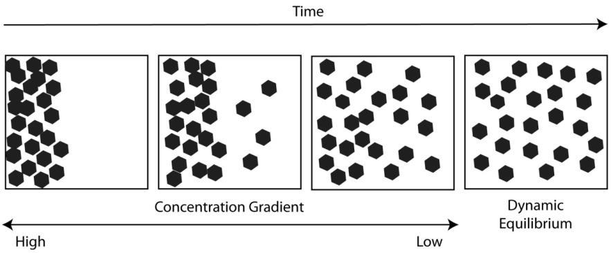 CONCENTRATION GRADIENTS A concentration gradient is the difference in the concentration, or amount, of something in a space In the box below, the dots have a higher concentration on the left than the