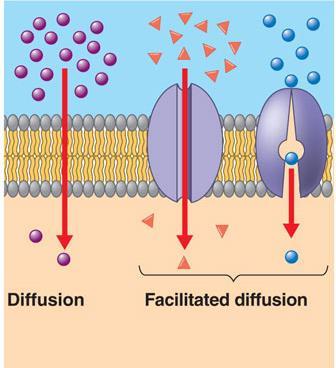FACILITATED DIFFUSION Large and/or charged molecules require