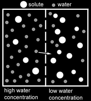 (lots of water) to low concentration (little water) Passive Transport: Water