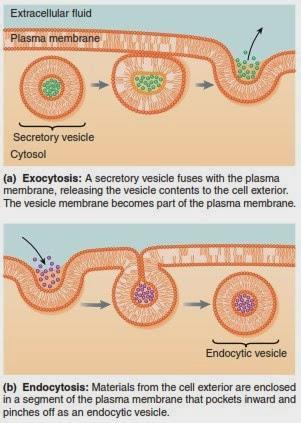 BULK TRANSPORT Larger molecules (proteins, starch) are transported by vesicles that merge with the cell membrane