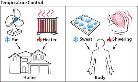HOMEOSTASIS The process by which an organism s internal environment is kept in equilibrium (stable) in spite of changes in the external environment Examples: Internal Temperature Sweating