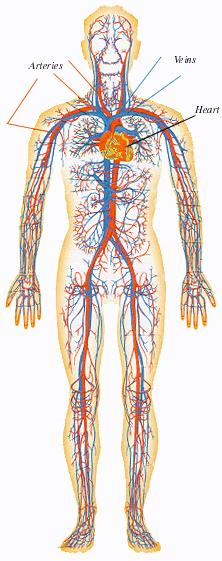 The Circulatory System The circulatory system in the human body is made up of the