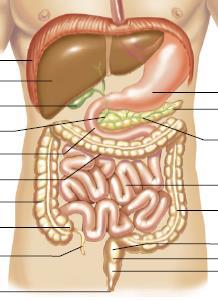 . State the name and function of each labeled part in the diagram of the upper digestive system... Part Name Function 4 5 4 5 6 6 4.