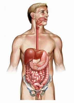 Digestive System Functions 1. Ingest food (eat) 2. Digest food (break food apart) 3. Absorb nutrients (into bloodstream) 4.