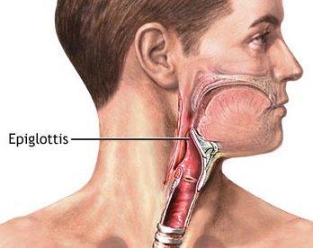The Throat Pharynx: Passage for food and air.
