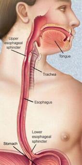 Esophagus Tube that attaches throat to the stomach Peristalsis: involuntary muscle contractions that push