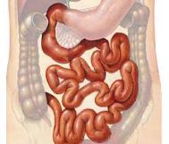 The first 25cm of the small intestine is called the duodenum.