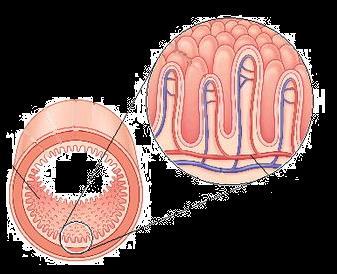 The villi increase the surface area of the small intestine for nutrient absorption into the