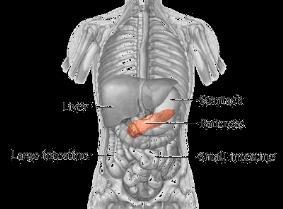 a tube called the bile duct The Pancreas Produces digestive