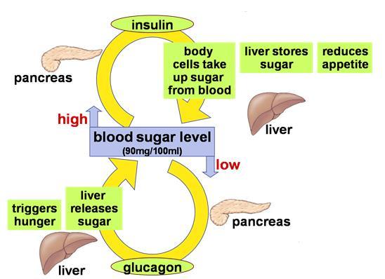Pancreatic Hormones Control Blood Sugar Blood sugar increases after a meal: 1. Pancreas releases insulin 2.
