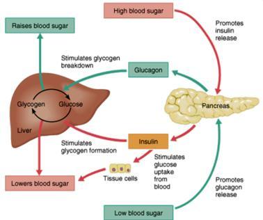 Insulin promotes storage of excess glucose in liver as glycogen Blood sugar decreases in between meals: 1.