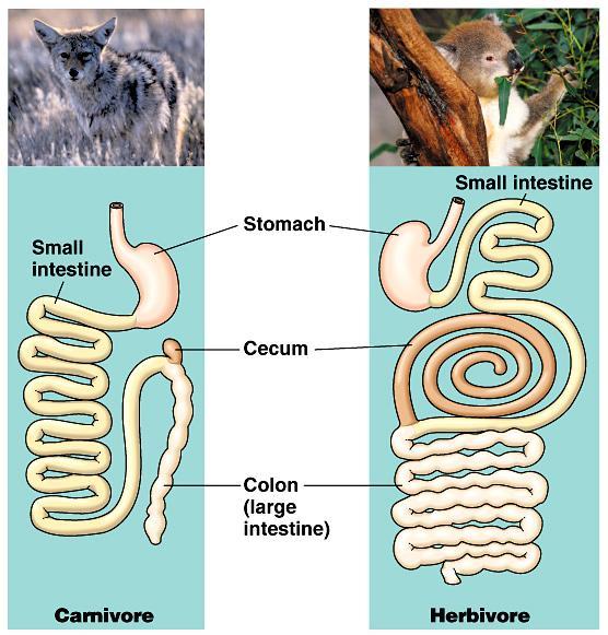 Length of digestive system Herbivores & omnivores long digestive systems harder to digest cellulose (cell