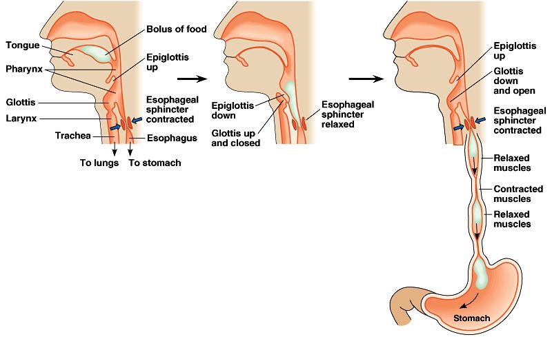 Swallowing (& not choking) Epiglottis flap of cartilage closes trachea (windpipe) when