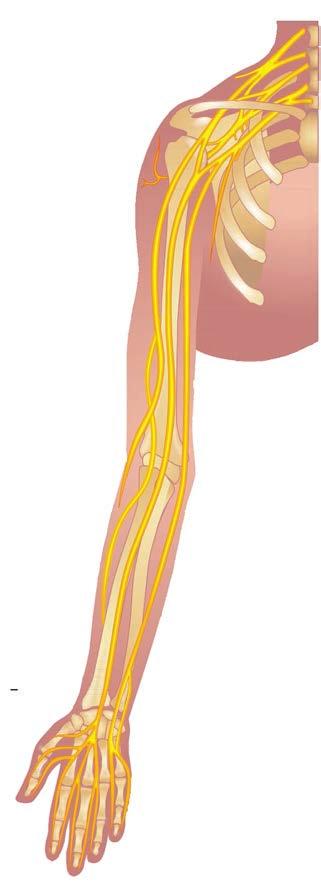 Brachial plexus block? The brachial plexus is the group of nerves that lies between your neck and your armpit.