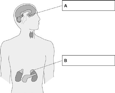 Q8.Glands in he body produce hormones. (a) Use words from the box to label gland A and gland B on the diagram below.