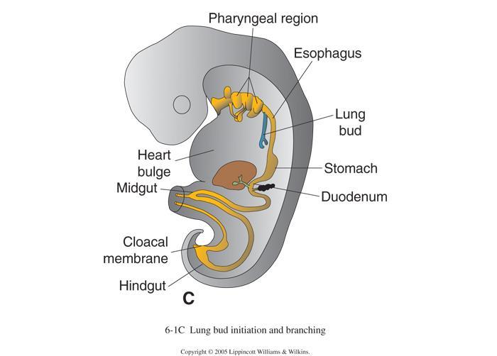 embryology of esophagus 4 weeks old embryo respiratory