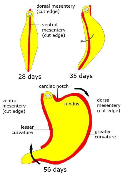 Stomach development rotates 90 clockwise around its longitudinal axis : left side to face anteriorly and its right side to face posteriorly the left vagus nerve :innervates the anterior wall