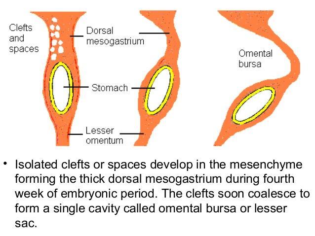 Stomach attachments to the dorsal body wall by the dorsal mesogastrium.