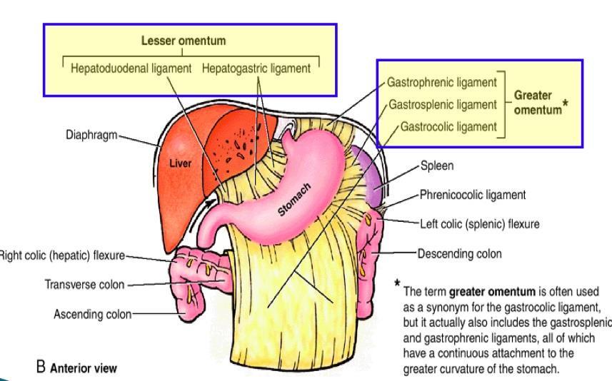 With stomach rotation the dorsal mesogastrium bulges down It continues to grow down and