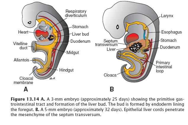 Liver and gall bladder middle of the third week hepatic diverticulum, or liver bud Outgrowth of foregut penetrates the septum transversum ( ventral mesentery) connection between
