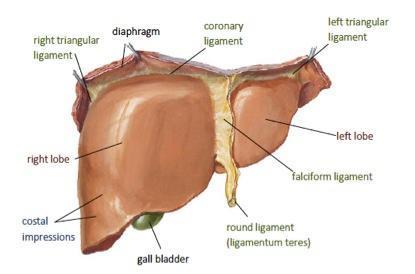 Liver ligaments The free margin of the falciform ligament contains the umbilical vein Umbilical