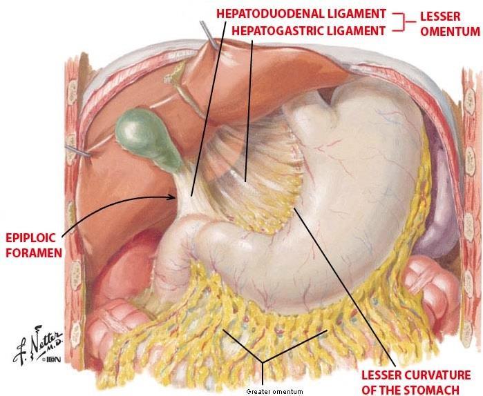 The free margin of the lesser omentum connects duodenum and liver (hepatoduodenal ligament) contains the bile duct, portal vein, and hepatic artery (portal triad).