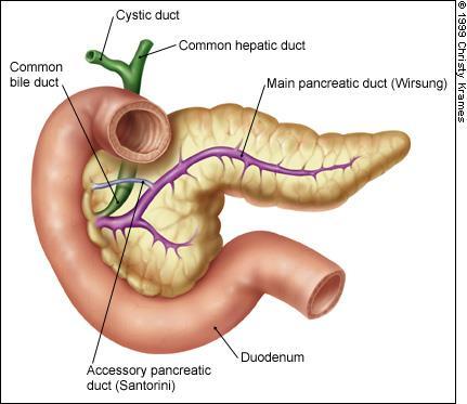 The ventral bud forms the uncinate process and inferior part of the head of the pancreas Pancreas The remaining part of the gland is derived from the dorsal bud.