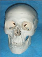 Regional Anatomy Mid and Upper Face Frontal