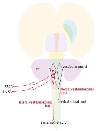 Chapter 6. Gathering information the sensory systems The input to this area is not exclusively vestibular; - It also receives visual input and information from position-sense receptors in the neck.