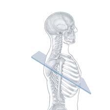 gray rami communicantes Ventral root Trapezius muscle (cut) 3rd