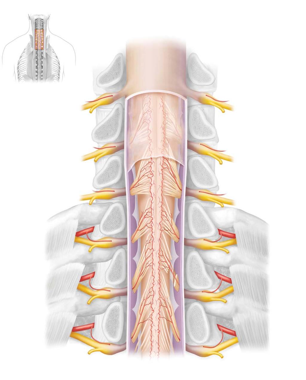 Dissection Serratus posterior superior muscle (cut and reflected) vertebra (cut) vertebra (cut) Dorsal root ganglion spinal nerve C5 pedicle (cut) Dura mater Dura and arachnoid mater (cut and