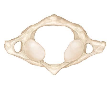 Posterior arch Anterior a rch Posterior tubercle Vertebral Atlas (C1) Cervical curvature