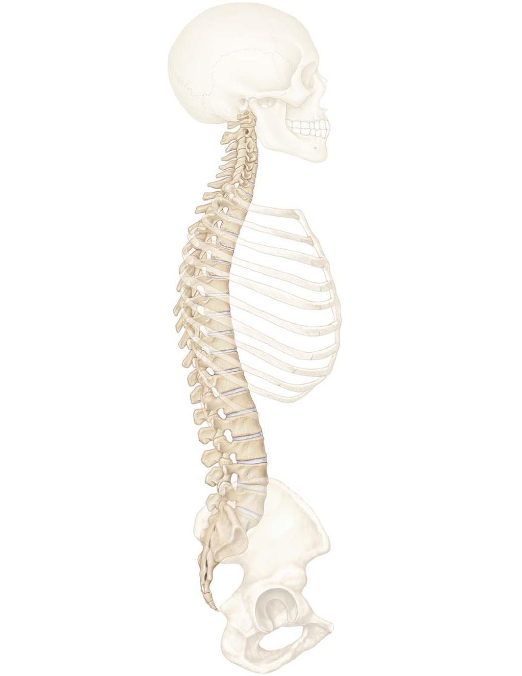 transverse of atlas Lumbar curvature D. Cervical vertebra (C4), superior view Body E.