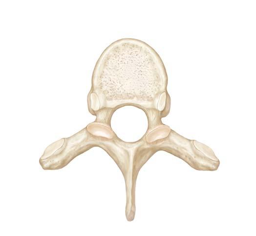 Vertebrae PLATE 1-05 A. Lateral view B. Radiograph of cervical vertebrae, lateral view A.