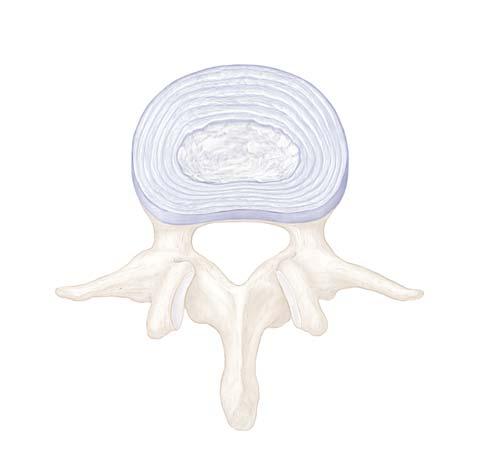 Thoracic vertebra (T6), lateral view C1 C2 C3 C4 C5 Occipital bone Anterior arch of