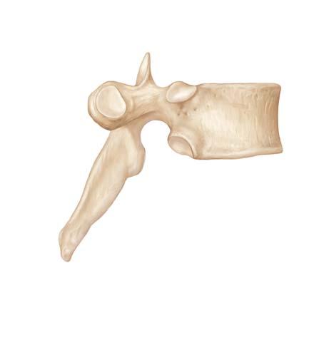 Intervertebral C1 C2 C3 C4 C5 Vertebral vertebral notch articular facet costal facet