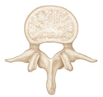 facet Inferior vertebral notch Inferior costal facet Body of C.