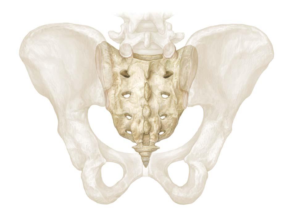 Lateral view Anterior atlanto-occipital membrane Ala (lateral part) articular Posterior atlanto-occipital membrane Capsule of