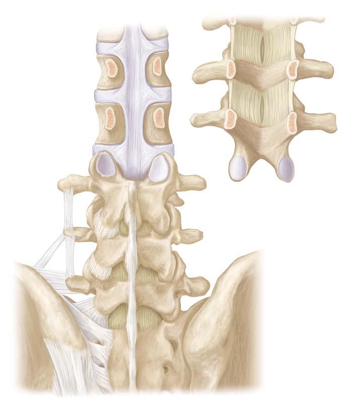 Posterior view Zygapophyseal joint capsules Supraspinous Interspinous L2 spinal nerve Anterior longitudinal