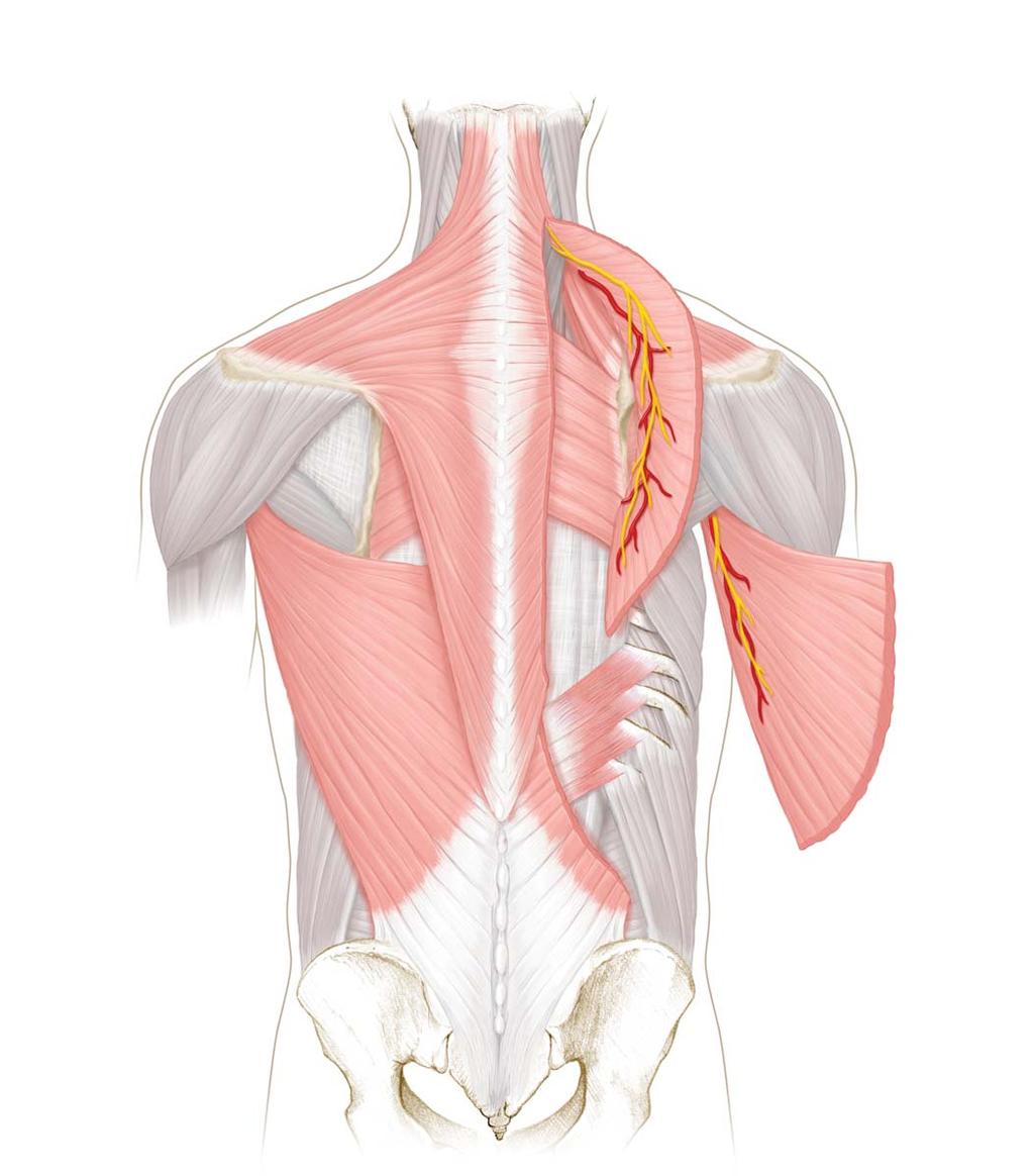 (dorsal ramus of C3) Sternocleidomastoid muscle of Splenius capitis muscle Accessory nerve (CN XI) Splenius cervicis muscle cervical artery Trapezius muscle Levator scapulae muscle Skin Trapezius