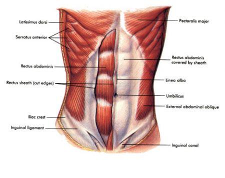 Muscles of the Abdomen Latissimus Dorsi Pectoralis Major