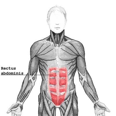 Muscles of the Abdomen Rectus Abdominus Muscle Action: flexes the trunk, also used in every day activities; expiration,