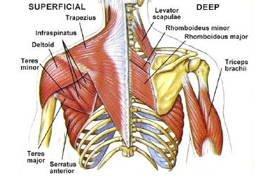 Muscles of the Rotator Cuff The Rotator Cuff consists of four muscles that extend from the Scapula to the Humerus and wrap around the shoulder joint, essentially holding it in place.